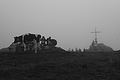 L1001464 - Bernhard Saalfeld