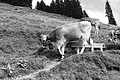 L1001477 - Bernhard Saalfeld