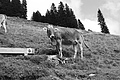 L1001478 - Bernhard Saalfeld