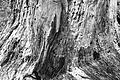 L1001481 - Bernhard Saalfeld