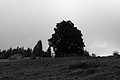 L1001484 - Bernhard Saalfeld