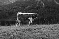 L1001498 - Bernhard Saalfeld
