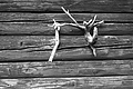 L1001565 - Bernhard Saalfeld