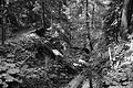 L1001598 - Bernhard Saalfeld