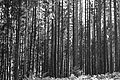 L1001685 - Bernhard Saalfeld