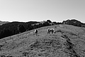 L1001687 - Bernhard Saalfeld