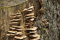 DSC08779 - Bernhard Saalfeld
