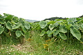 DSC04073 - Bernhard Saalfeld