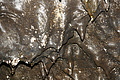 DSC05412 - Bernhard Saalfeld