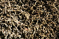 DSC08502 - Bernhard Saalfeld