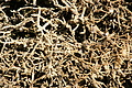 DSC08529 - Bernhard Saalfeld