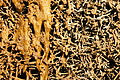 DSC08530 - Bernhard Saalfeld