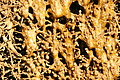 DSC08531 - Bernhard Saalfeld