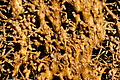 DSC08532 - Bernhard Saalfeld