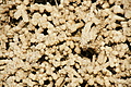 DSC08551 - Bernhard Saalfeld