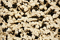 DSC08552 - Bernhard Saalfeld
