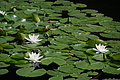 DSC00490 - Bernhard Saalfeld