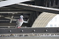 DSC00518 - Bernhard Saalfeld