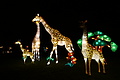 DSC00288 - Bernhard Saalfeld