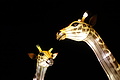 DSC00289 - Bernhard Saalfeld