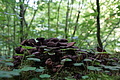 DSC01917 - Bernhard Saalfeld