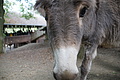 DSC01968 - Bernhard Saalfeld