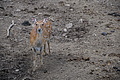 DSC01976 - Bernhard Saalfeld