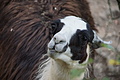 DSC01980 - Bernhard Saalfeld
