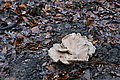 DSC02925 - Bernhard Saalfeld