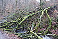 DSC02941 - Bernhard Saalfeld