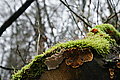 DSC02943 - Bernhard Saalfeld