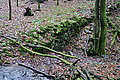 DSC02946 - Bernhard Saalfeld