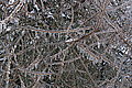 DSC00031 - Bernhard Saalfeld