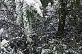 DSC00033 - Bernhard Saalfeld
