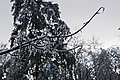 DSC00034 - Bernhard Saalfeld