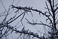 DSC00035 - Bernhard Saalfeld