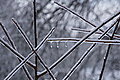 DSC00037 - Bernhard Saalfeld