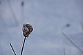 DSC00049 - Bernhard Saalfeld