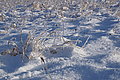 DSC00053 - Bernhard Saalfeld