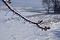 DSC00089 - Bernhard Saalfeld