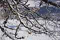DSC00091 - Bernhard Saalfeld