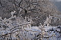 DSC00204 - Bernhard Saalfeld