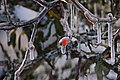 DSC00205 - Bernhard Saalfeld