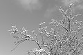 L1002547 - Bernhard Saalfeld