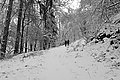 L1002599 - Bernhard Saalfeld