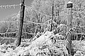 L1002602 - Bernhard Saalfeld