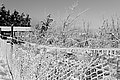 L1002604 - Bernhard Saalfeld