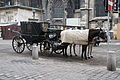DSC01801 - Bernhard Saalfeld
