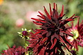 DSC08127 - Bernhard Saalfeld