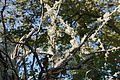 DSC08133 - Bernhard Saalfeld